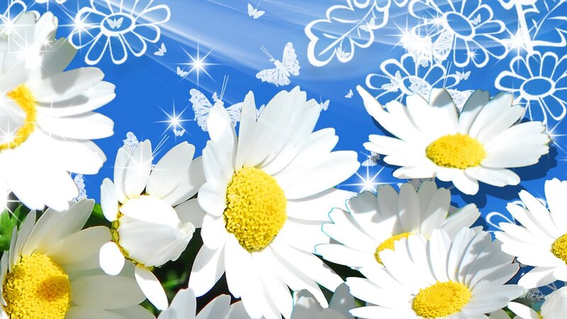 Daisies with Butterflies — White
