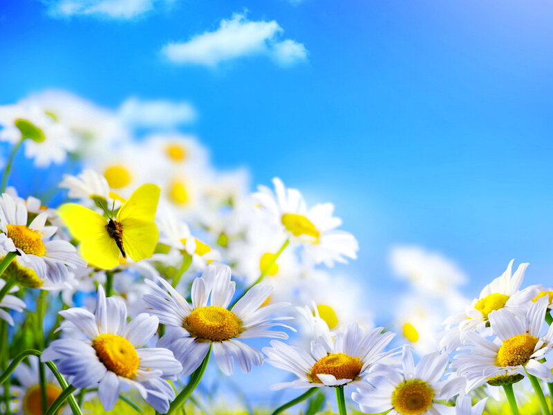 Daisies with Butterfly — Blue, Serene, Afternoon