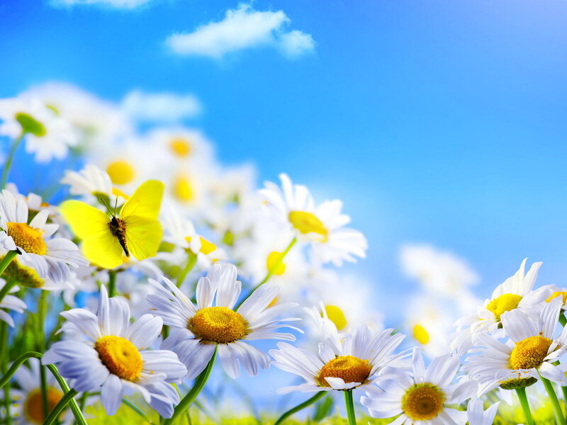 Daisies with Butterfly — Blue, Serene