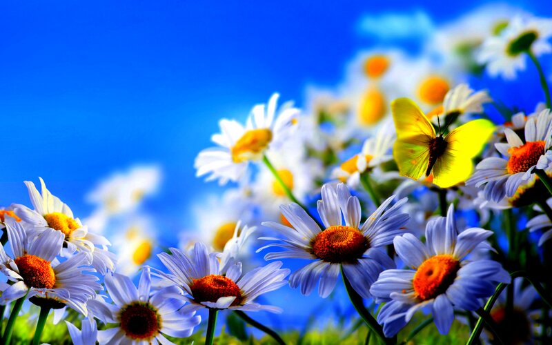 Daisies with Butterfly
