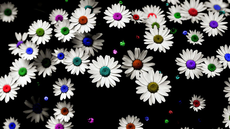 Daisies with Colorful Centers