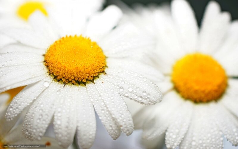 Daisies with dew drops