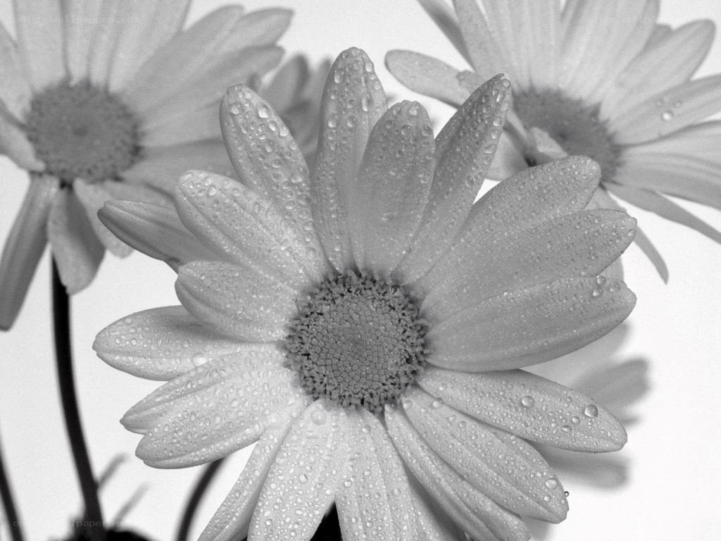 Daisies with dew drops