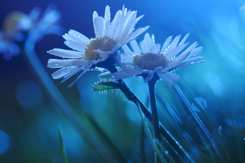 Daisies with Dew Drops — Blue