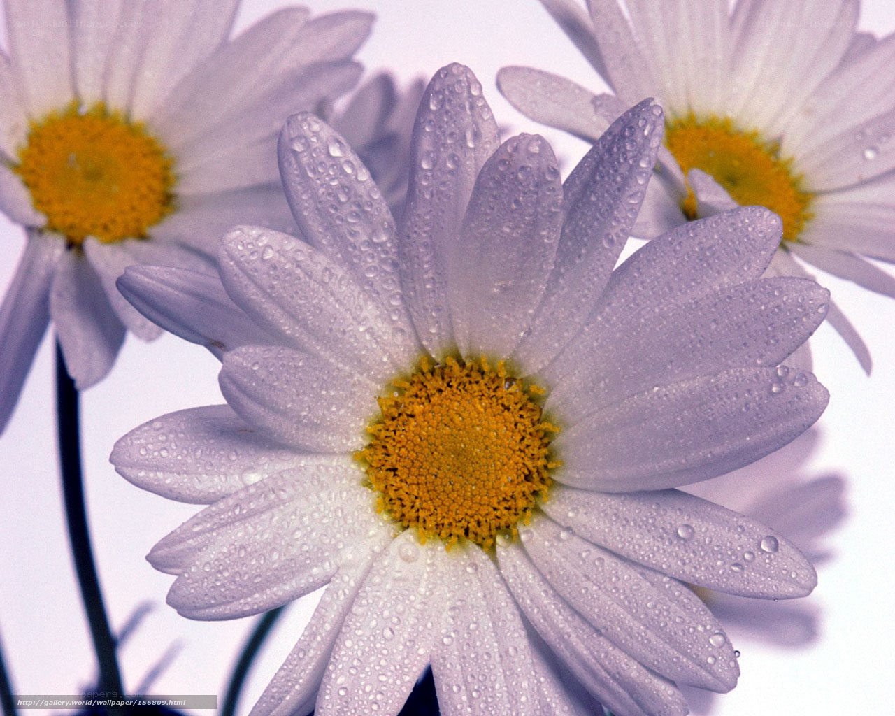 Daisies with dew drops