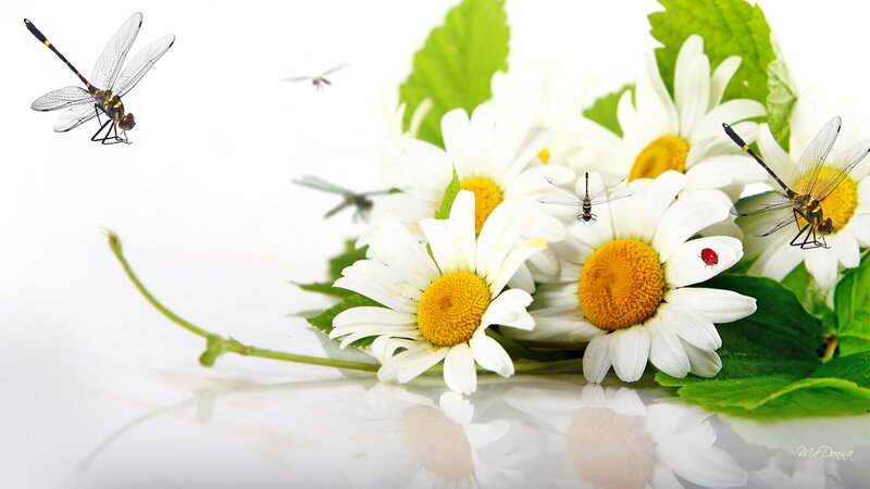 Daisies with Dragonflies
