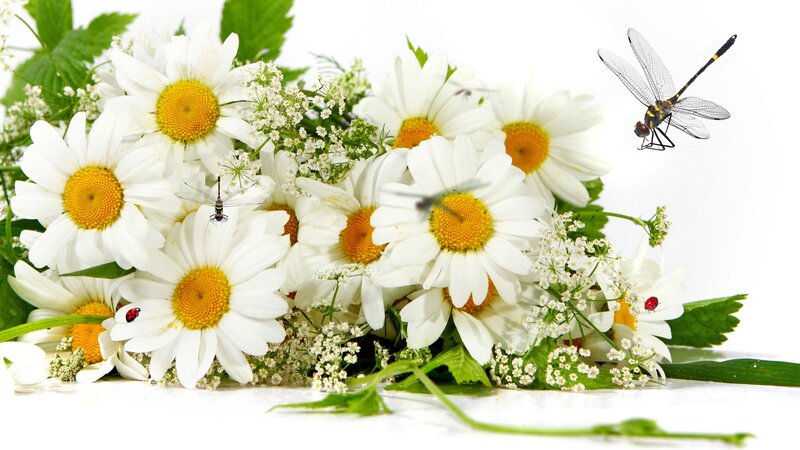 Daisies with Dragonflies — White