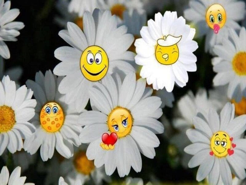 Daisies with Emoji Faces