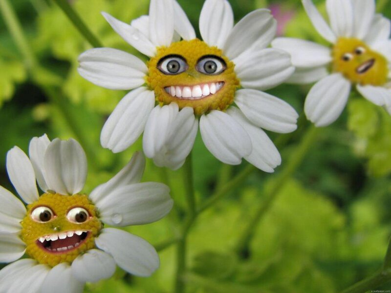 Daisies with Faces