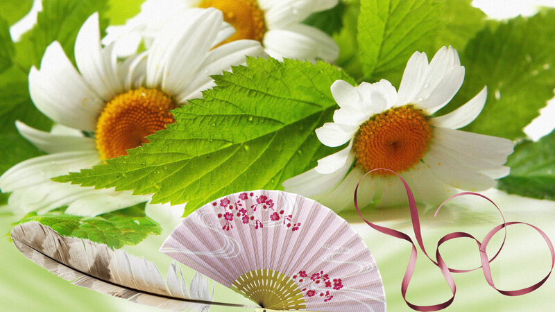 Daisies with Fan and Feather