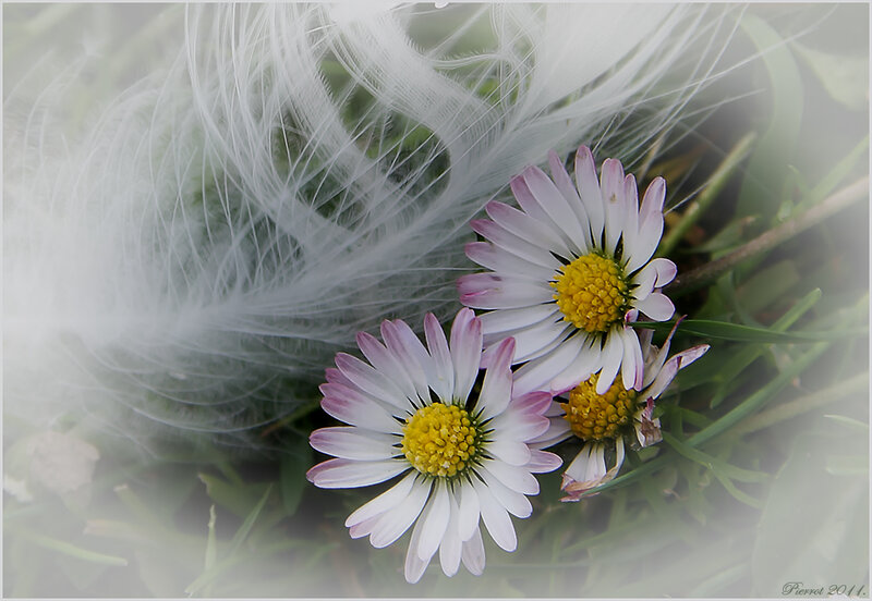 Daisies with Feather