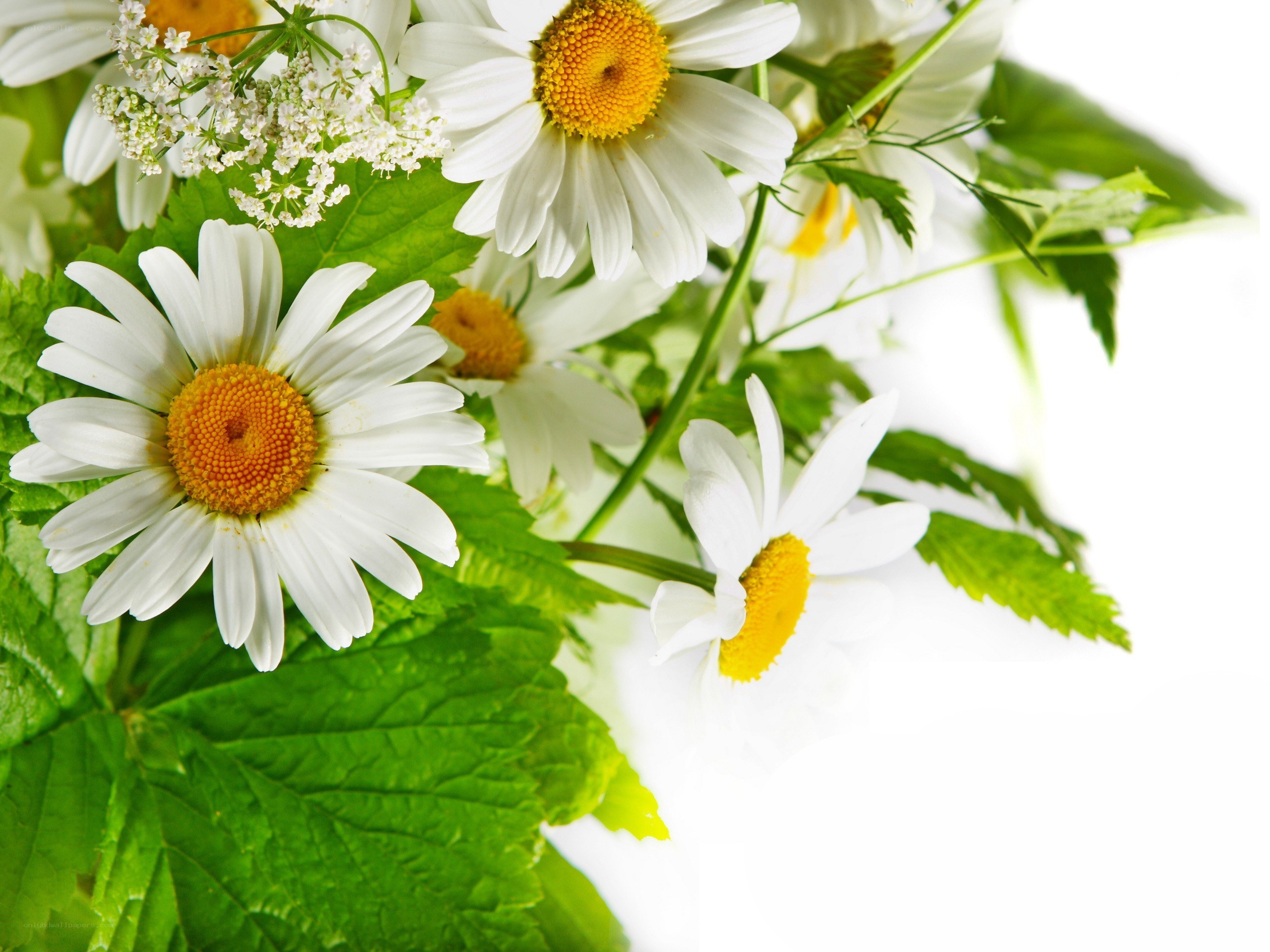 daisies with green leaves