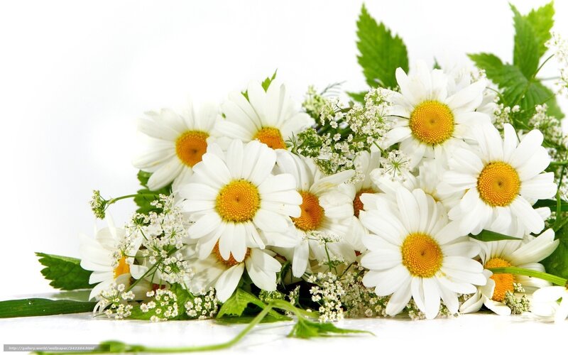 daisies with green leaves