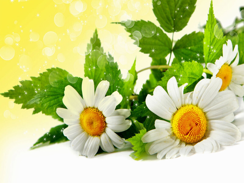 Daisies with Green Leaves — White, Bright