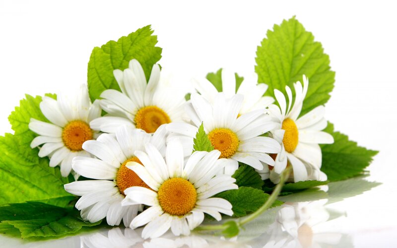 Daisies with Green Leaves — White, Calm, Photograph, Flowers