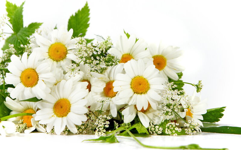 Daisies with Green Leaves — White, Calm, Photograph