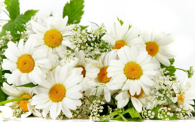 Daisies with Green Leaves — White, Calm, Photograph, White Flowers