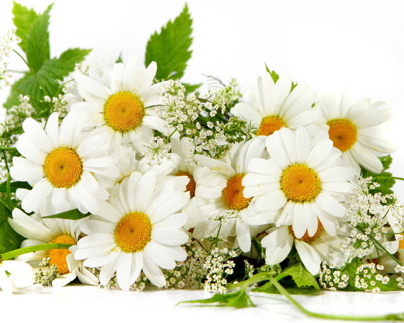 Daisies with Green Leaves — White, Calm, Spring, Photograph