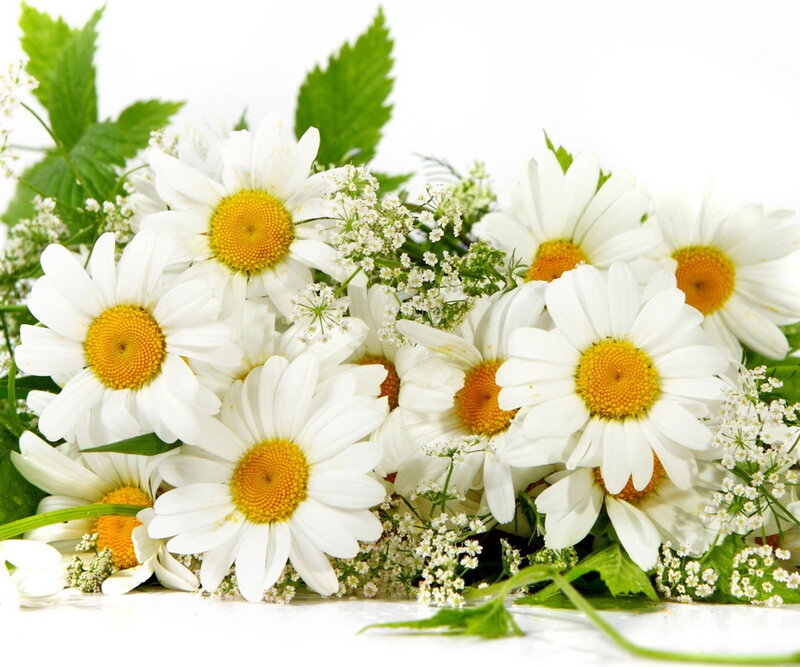 Daisies with Green Leaves — White, Calm, Spring