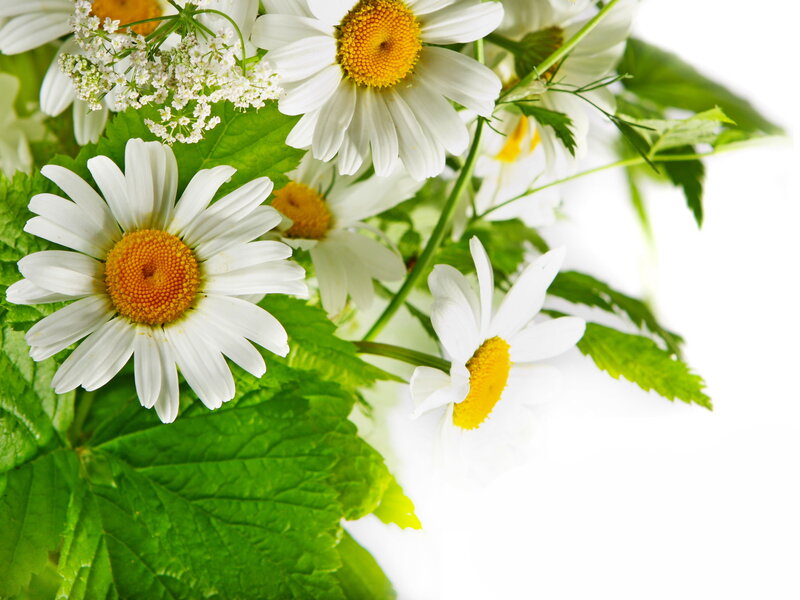 Daisies with Green Leaves — White, Calm