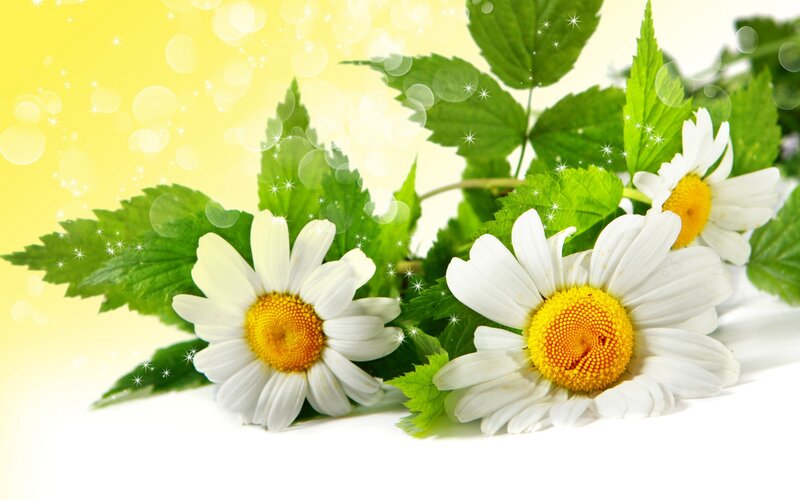 Daisies with Green Leaves — Yellow, Bright