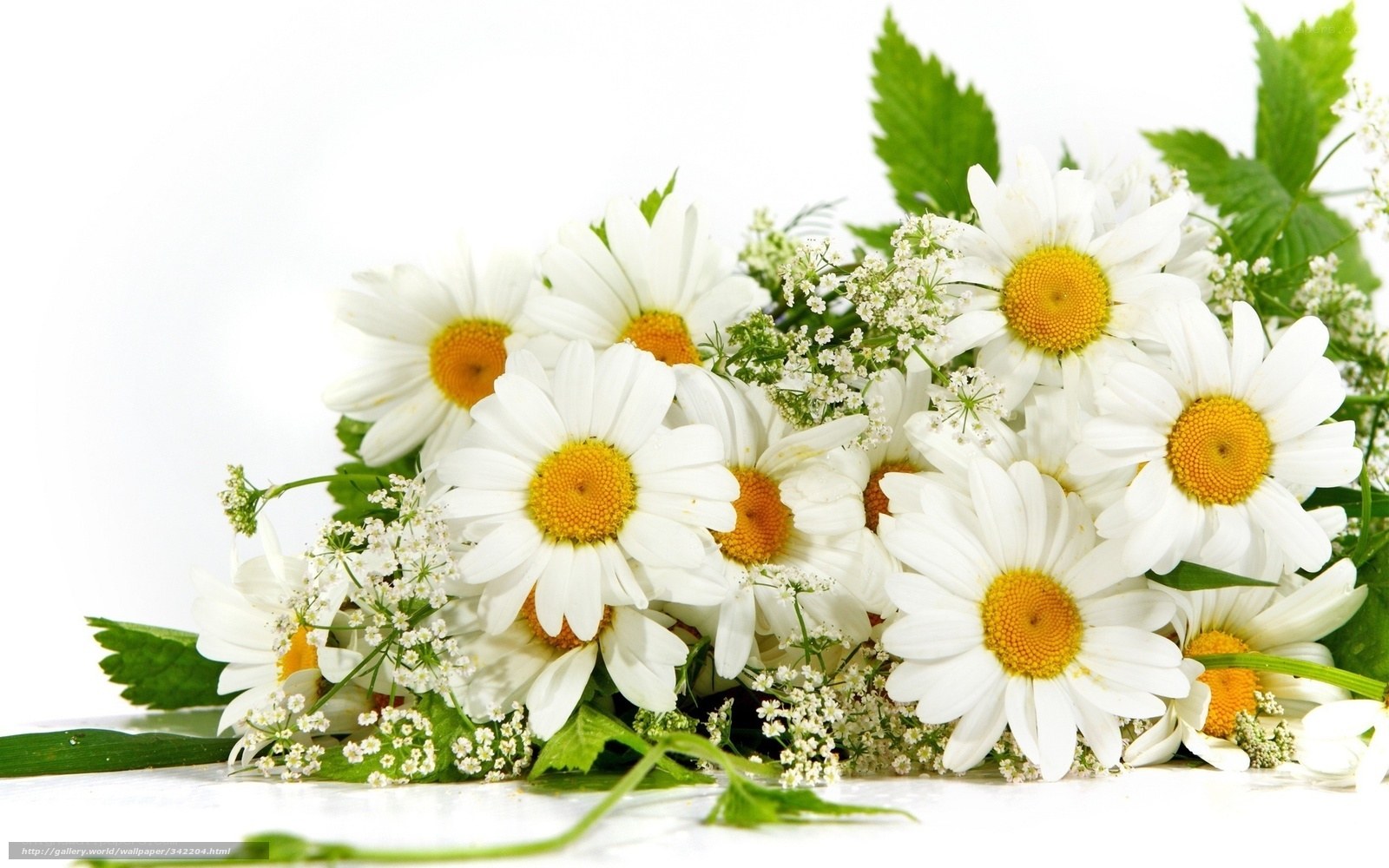 daisies with green leaves