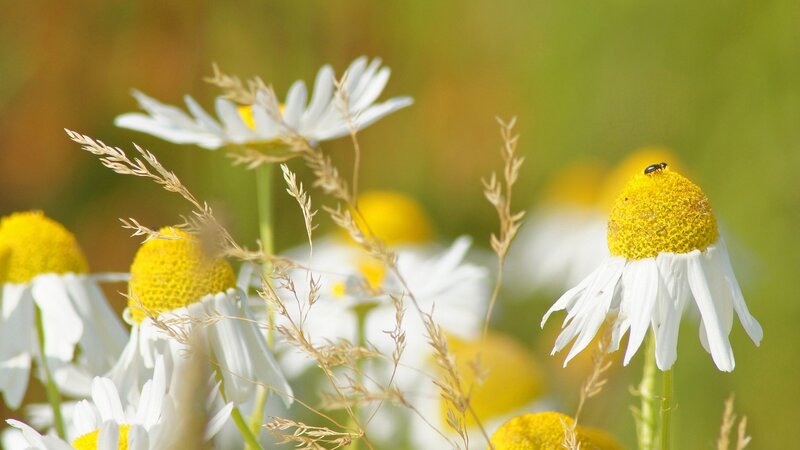 Daisies with Insect