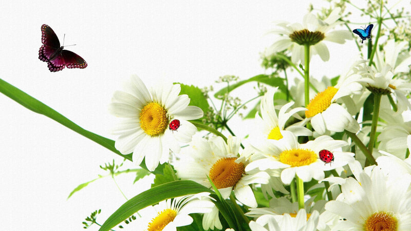 Daisies with Insects