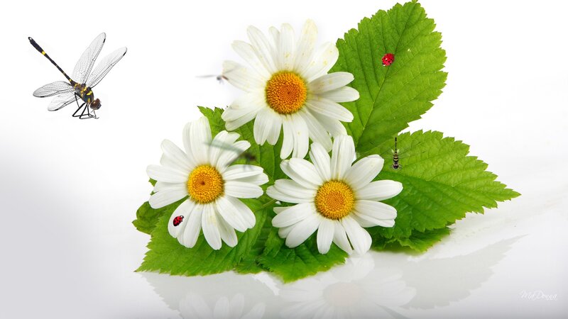 Daisies with Insects — White, Serene, Photograph