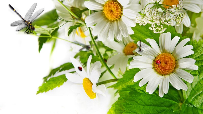 Daisies with Insects — White, Serene