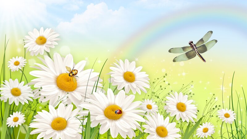 Daisies with Insects — White