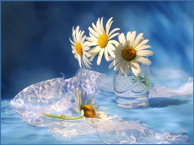 Daisies with lace on blue