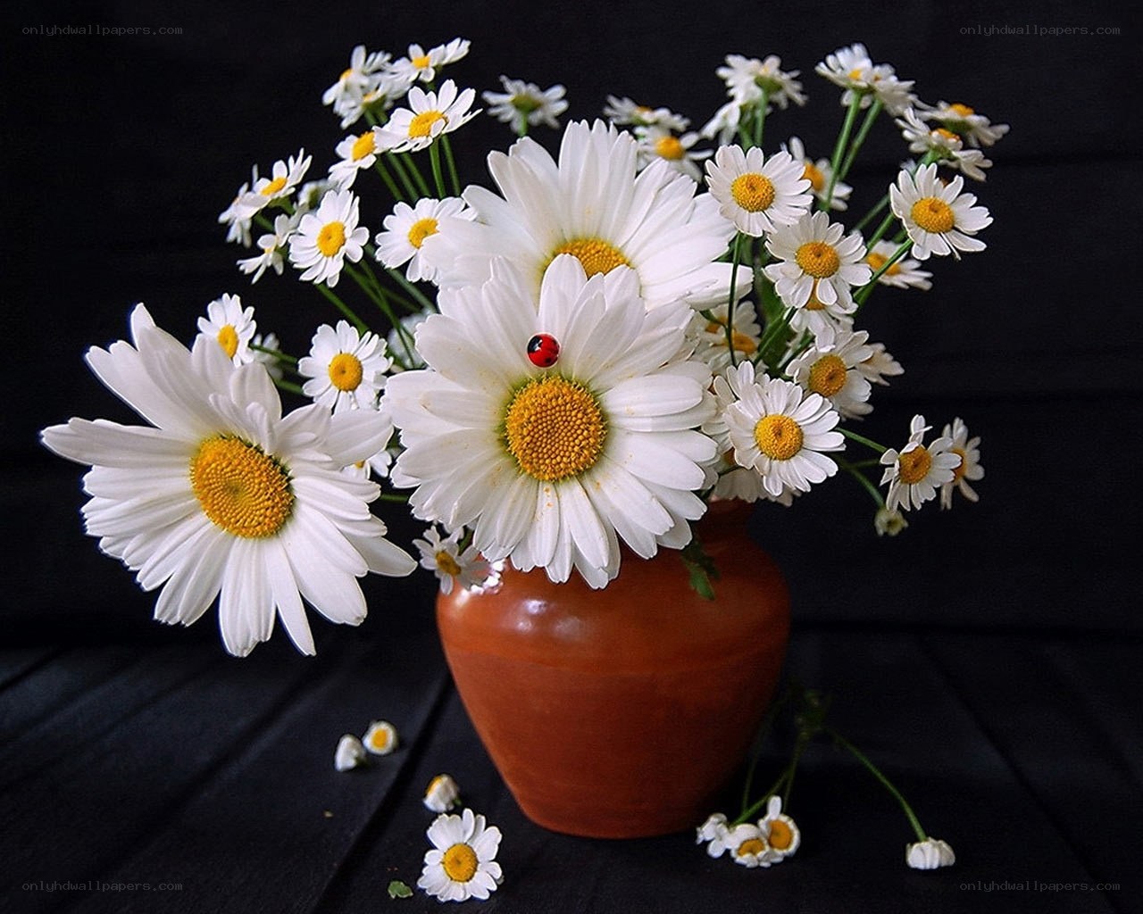 Daisies with ladybug in vase