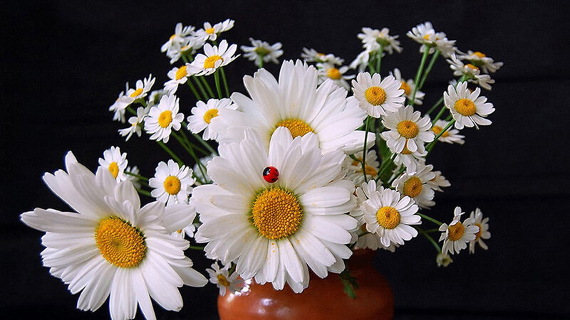Daisies with Ladybug