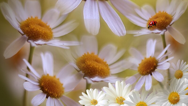 Daisies with Ladybug — White, Serene