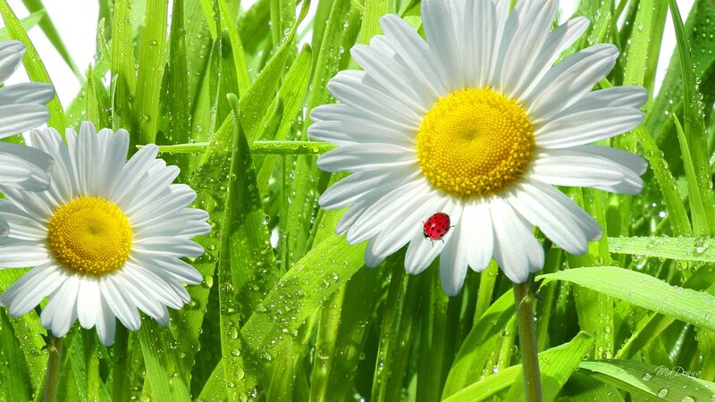 Daisies with Ladybug — White