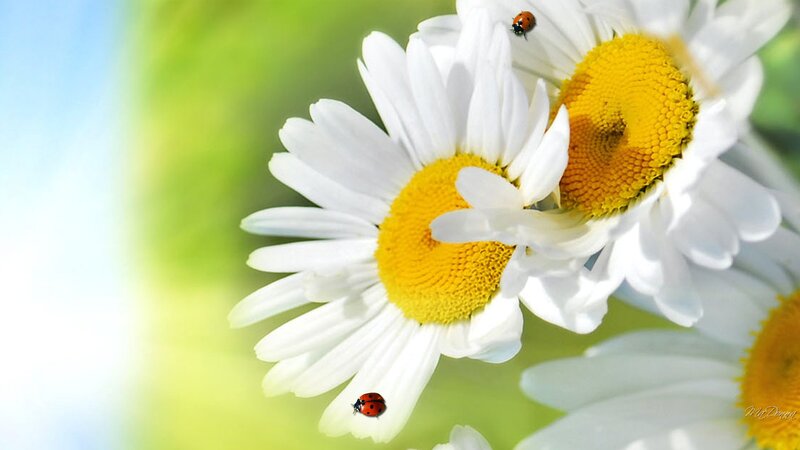 Daisies with Ladybugs — White, Serene