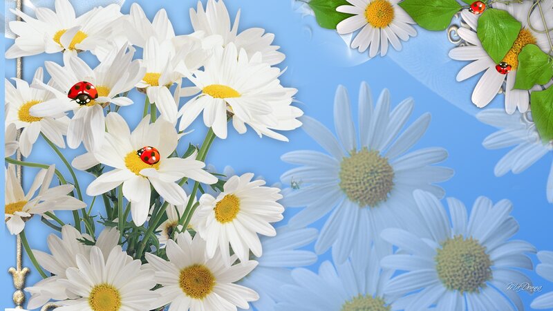 Daisies with Ladybugs — White