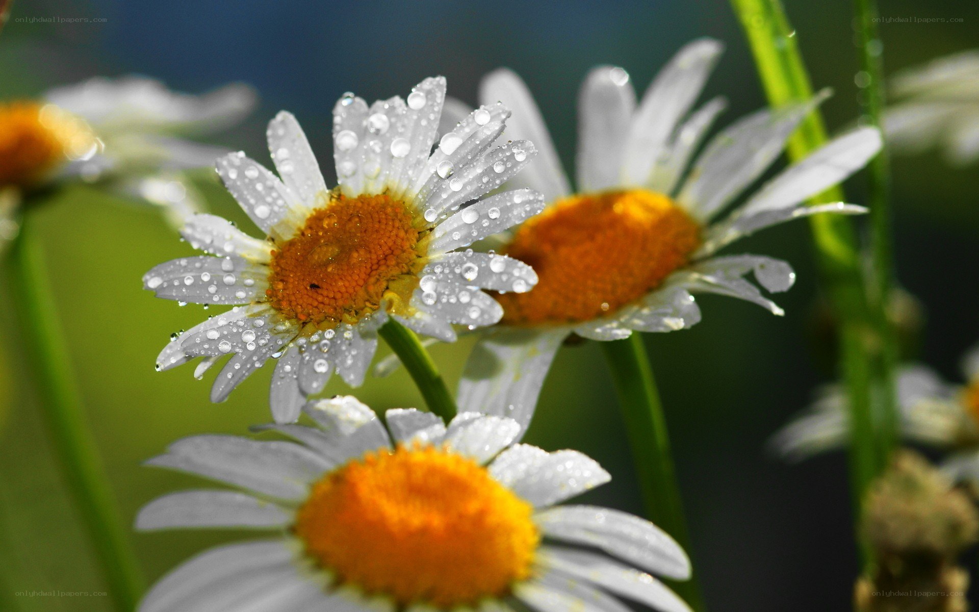 Daisies with morning dew