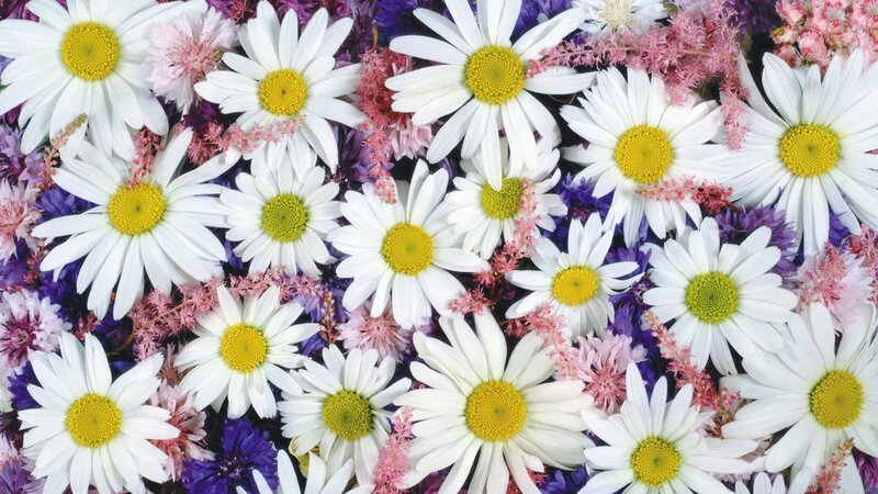 Daisies with Pink and Purple Flowers