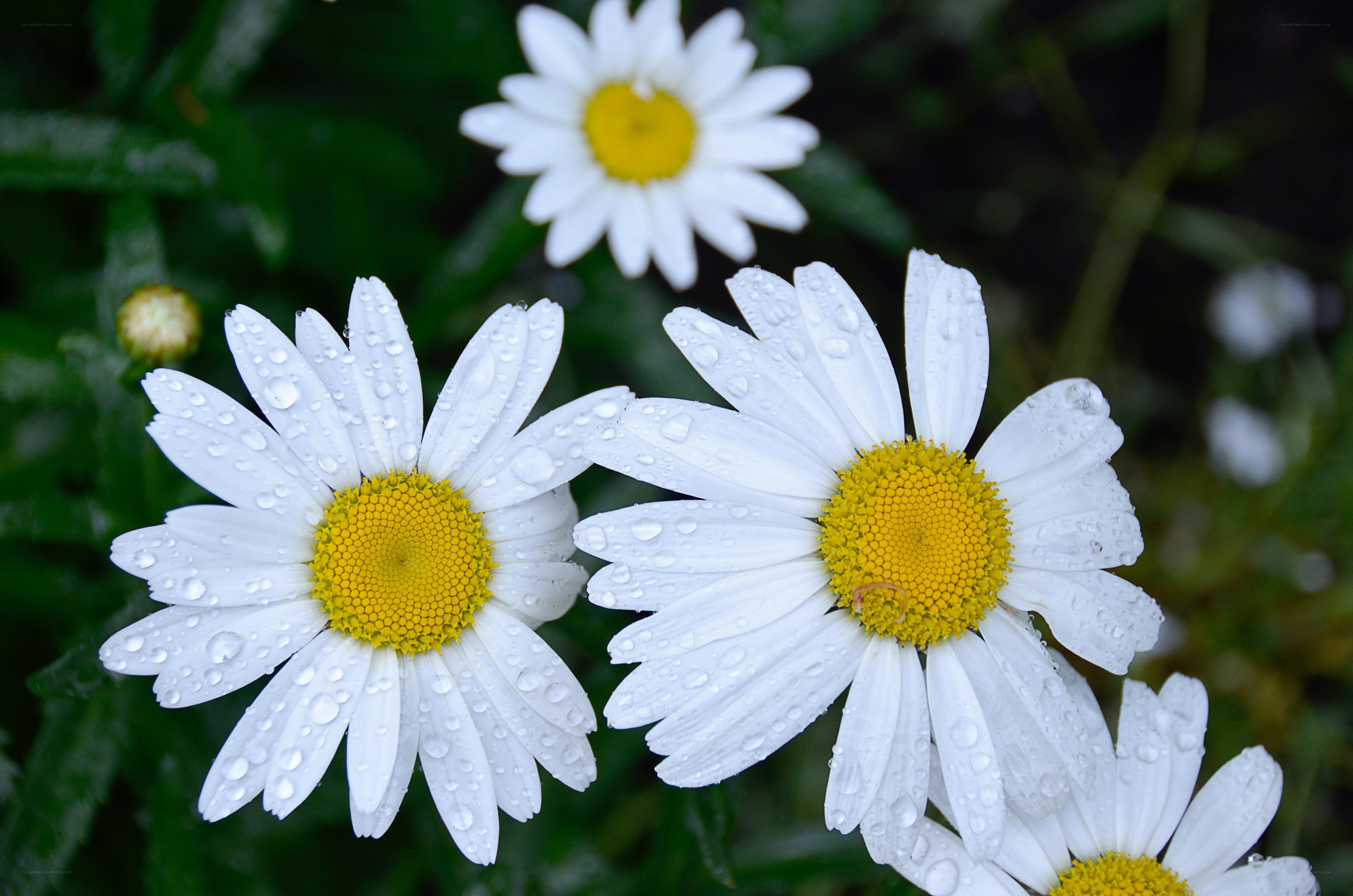 Daisies with raindrops