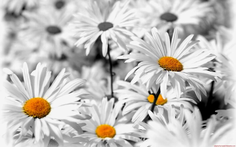 daisies with selective color