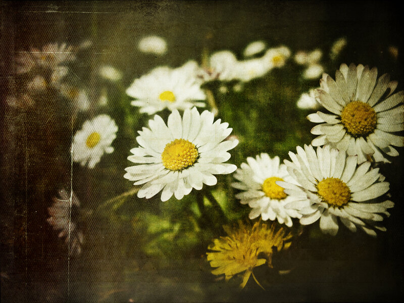 daisies with vintage filter