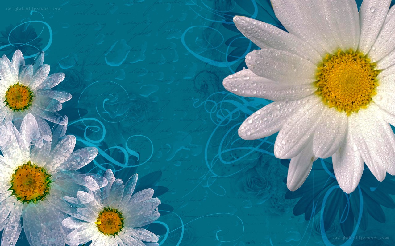 daisies with water droplets