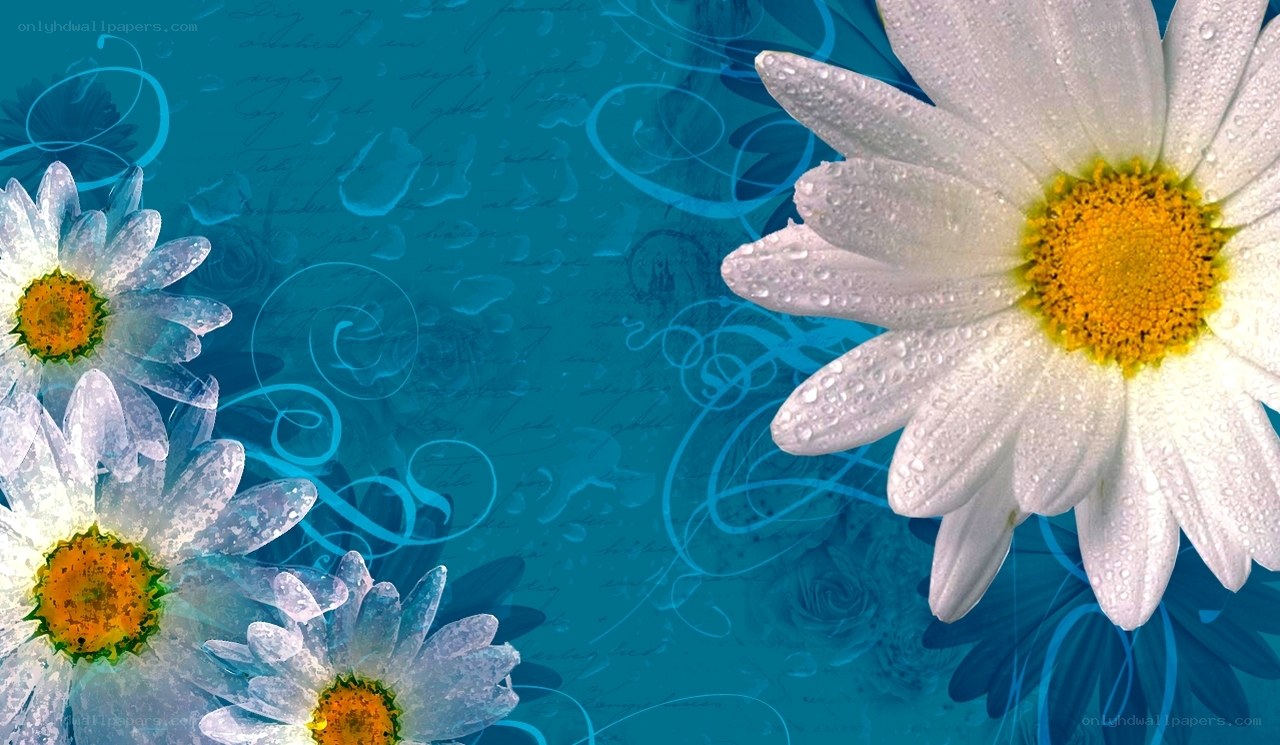 daisies with water droplets