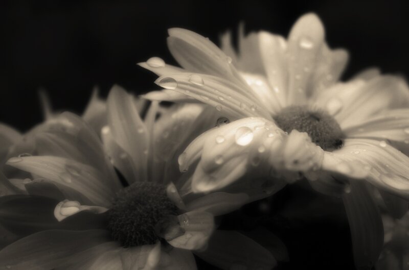 Daisies with Water Droplets — Black
