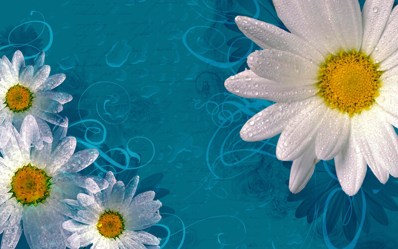 Daisies with Water Droplets — Blue