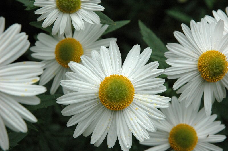 Daisies with Water Droplets — White, Calm