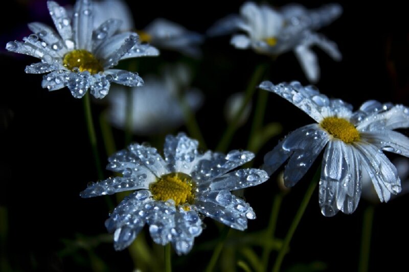 Daisies with Water Droplets — White, Serene, Night