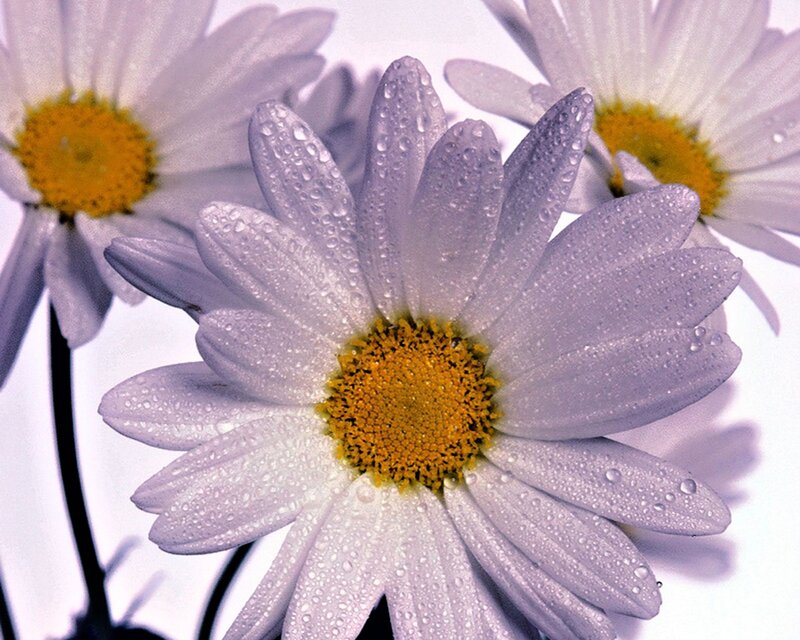 Daisies with Water Droplets — White, Serene, Photograph